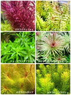 ★オススメ水草６種増量５５本セット★残りわずか