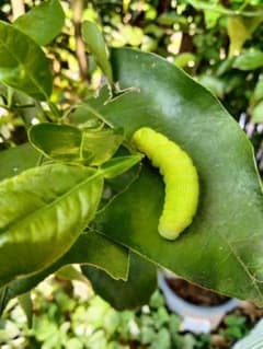 アゲハの餌にどうぞ 柚子の葉40枚 無農薬 No.23 - メルカリ
