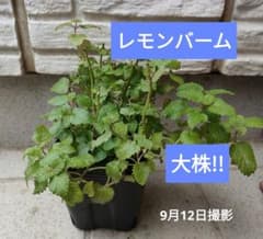 b*i様 【レモンバーム 】【大株!!】 農薬不使用地植えで更に大きく成長しますのサムネイル