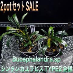 ブセファランドラsp.シンタン カユラピス TYPE2全銀 水上株2ポット［0