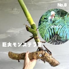 巨大モンステラ 茎 cm No.6 巨大モンステラ 茎 cm No.6 超極太 巨大モンステラ 茎 30cm No.6