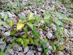 サルスベリ 苗木 落葉樹 紫色の花のサムネイル