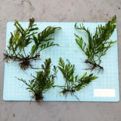 ボルビディス 水中葉のサムネイル