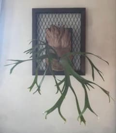 P. willinckii 'Queen Sawangan' - メルカリ