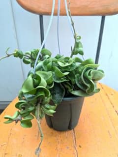 個性的な葉　ホヤ・コンパクタ　4号吊り鉢　観葉植物