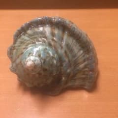 夜光貝沖縄県産のサムネイル