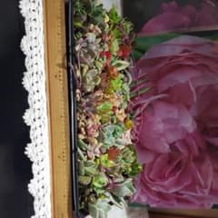 多肉植物。カット苗。特大size。40種以上のサムネイル