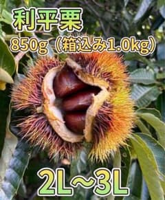 리헤이 밤 2L ~ 3L 사이즈 850g [덤 들어 박스 포함 1.0kg]