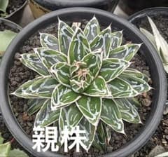 【アガべ　姫笹の雪白覆輪　中苗　子株付き】 姫笹の雪 ライムグリーン覆輪 中苗】子株付き - メルカリ