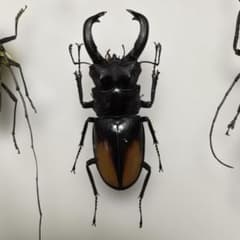 野外品 クワガタ 標本 - メルカリ