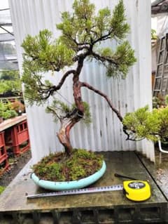 真柏盆栽　【舎利幹模様木】　中品盆栽 盆栽 真柏 舎利幹 引き取り限定 - メルカリ