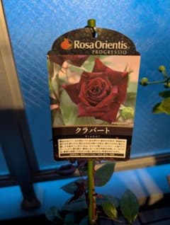 Rosa Orientis クラバート バラ新苗　2026新品種　ロサオリのサムネイル