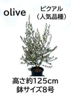 オリーブの木 ピクアル 8号 約125cm NO.866 人気品種 現品掲載 - メルカリ