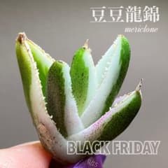 BLACK FRIDAY】④超特価 アガべ 豆豆龍錦 覆輪斑 TC 37 - メルカリ