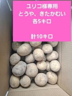 北海道産　新じゃが　とうや　じゃがいも　産地直送！のサムネイル