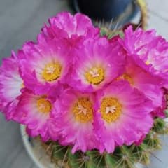 紅彩玉 実生苗 人気花サボテン 希少品種 開花株 - メルカリ