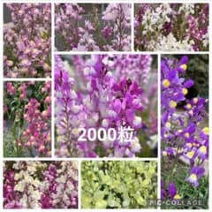 リナリア 姫金魚草 種 2000粒