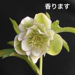 2182 グリーンピコティフレグランス　クリスマスローズ　開花株のサムネイル