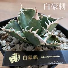 【初売り】58 匿名配送　特選　太棘　アガベ　チタノタ　白豪刺TC ② オークション【鉢ごと発送】⑨発根済み 優秀 太棘 アガベ 白豪刺 白豪