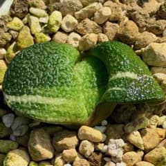 臥牛錦 ガステリア 超美株 ハオルチア 観葉植物 2 - メルカリ