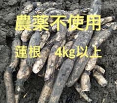 自家栽培農薬不使用　愛知県産れんこん　4㎏以上のサムネイル