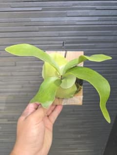 ビカクシダ P. hillii cv. Magnificentのサムネイル