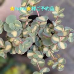 ミセバヤ、斑入りミセバヤカット苗10本 - メルカリ