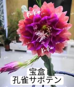 59-宝盒 超人気 孔雀サボテン 複色大輪咲き カット苗2枚 - メルカリ