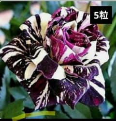 薔薇種子5粒バラのタネのサムネイル