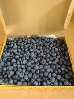 本日朝採れ　生食用ブルーベリー　1.5kgのサムネイル
