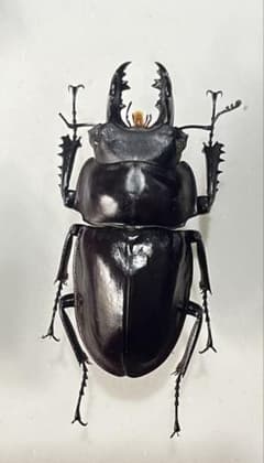 西表島産 ヤエヤママルバネ 特大 激中歯 57ミリ 西表島産 ヤエヤママルバネ 特大 激中歯 57ミリ - メルカリ