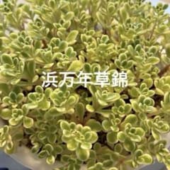 メルカリ便発送　激レア‼︎　セルシー　ノバ錦　糊斑　カット苗 9頭以上！ 浜万年草錦 カット苗 - メルカリ