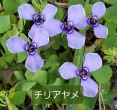 ちりあやめ　苗　球根のサムネイル
