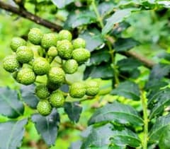 天然山椒・雌確定特大株 天然山椒・雌確定特大株 - メルカリ