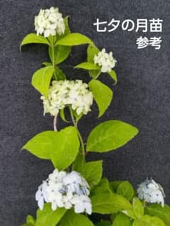 山野草・ヤマアジサイ苗・画像の 七夕の月苗お届けいたします。手まり
