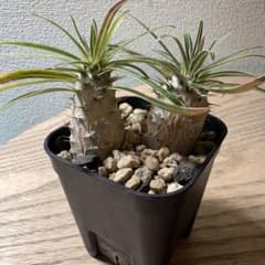 有望株 パキポディウム グラキリス 実生 - メルカリ