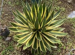 アガベ ロファンサ 五色万代  大株 （検 ユッカ 多肉植物 斑入り 錦 アガベ 五色万代 ロファンサ錦 Agave ランナー 斑入り 多肉植物 - メルカリ