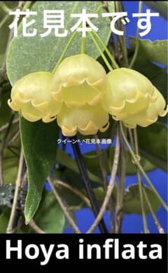 ananさん専用 ＊ Hoya ＊ ホヤ ＊ inflata ananさん専用 ＊ Hoya ＊ ホヤ ＊ inflata - メルカリ