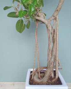 根上り 《 現品 》ラピュタ ベンガレンシス 曲がり 7．5号 - メルカリ