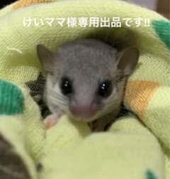 けいママ様専用、フォロー割引きしています！小動物のおやつのサムネイル