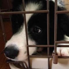 専用のサムネイル
