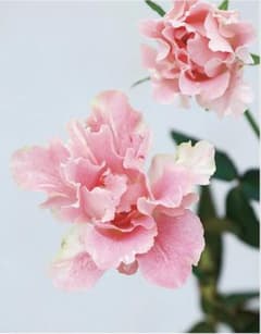 稀少和バラ接木開花苗 - メルカリ