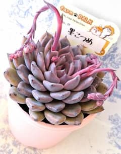 墨こつめ札付きポットごとメルカリ便ファームパルクさん苗 - メルカリ