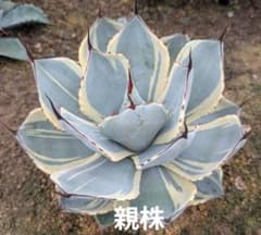 アガベ パリートランカータ オリサバ 極上株 発根済み - メルカリ