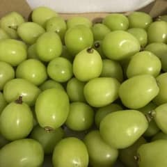 山梨産 シャインマスカット 1kg 甘い 朝採れのサムネイル