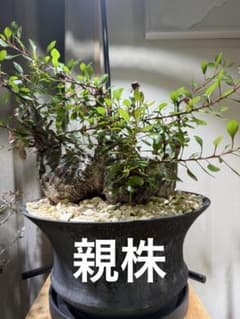 切り枝　フォークイエリアファシクラータのサムネイル