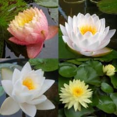 温帯睡蓮のサムネイル