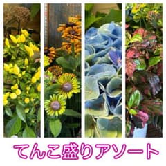 ガーデニング てんこ盛りアソート 20ポット アジサイ ルドベキア