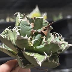 極美株 魔丸 アガベ チタノタ #3-3 - メルカリ