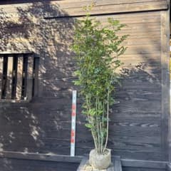 シマトネリコ/大株立ち【現品発送】管理70839 - メルカリ